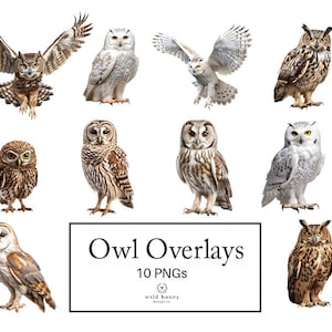 Könnte beinhalten: Zehn digitale Bilder von Eulen in verschiedenen Posen, darunter eine Schnee-Eule, eine Waldkauz und eine Waldohreule. Die Bilder sind von hoher Qualität und perfekt für die Verwendung in digitalen Projekten.