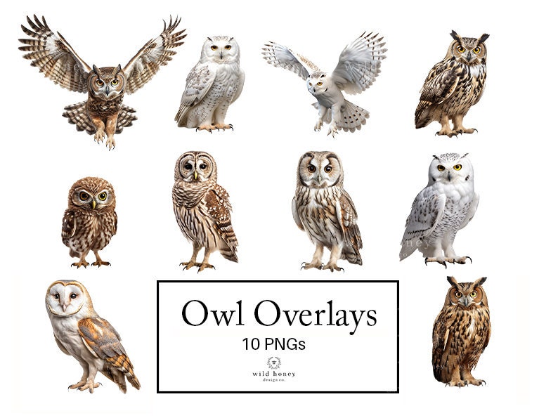 Photorealistic Owl Overlays, Clipart, 10 PNGs, Birds, Halloween, Enchanted, Magical, Hedwig, Wood, F