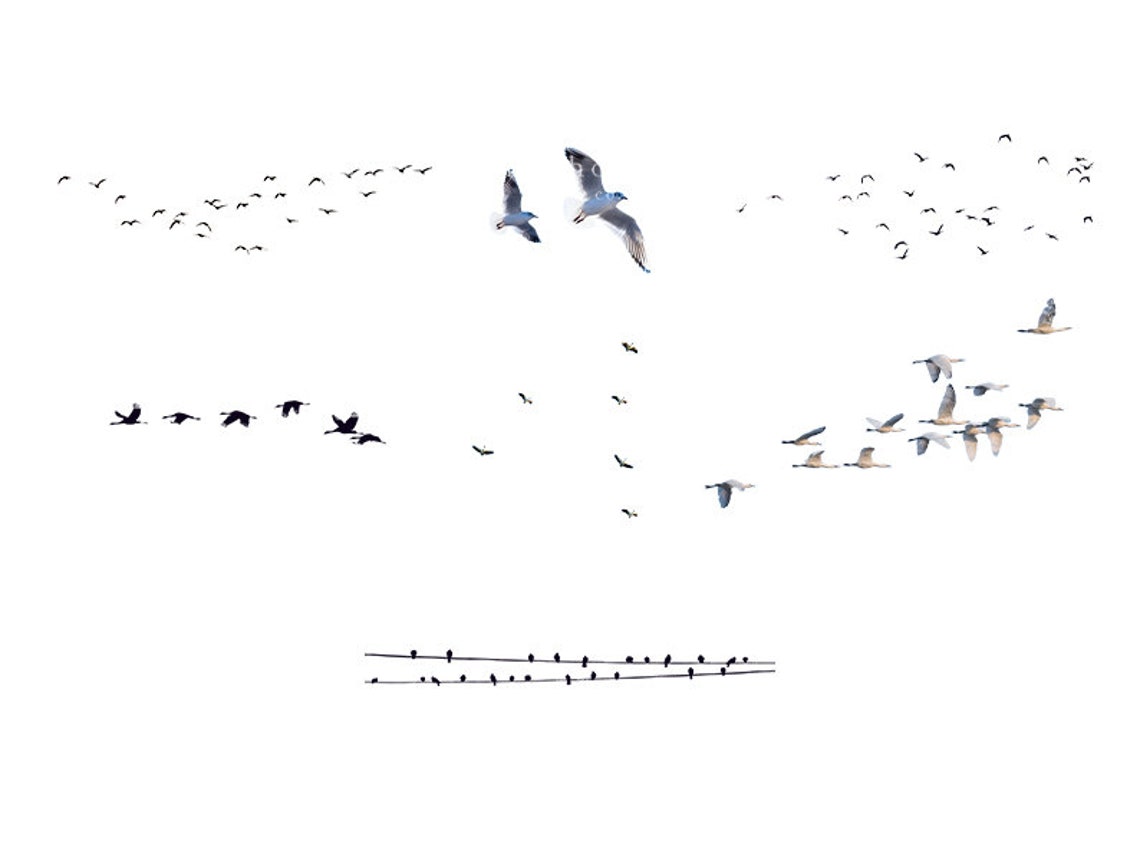 Bird Pattern Overlay Bird Overlays, Clipart, 10 Pngs, Bird Flocks, Seagulls, Transparent PNG ...