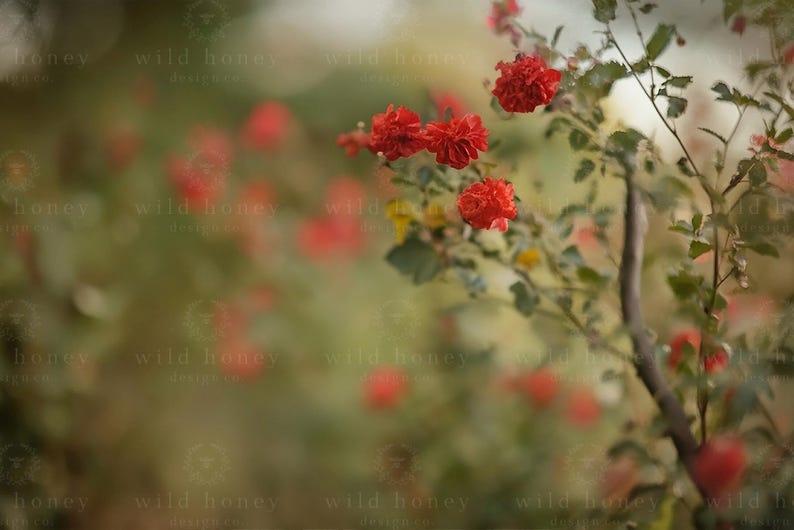 Red Flowers Digital Backdrop, Flower Field, Portrait, Wildflowers