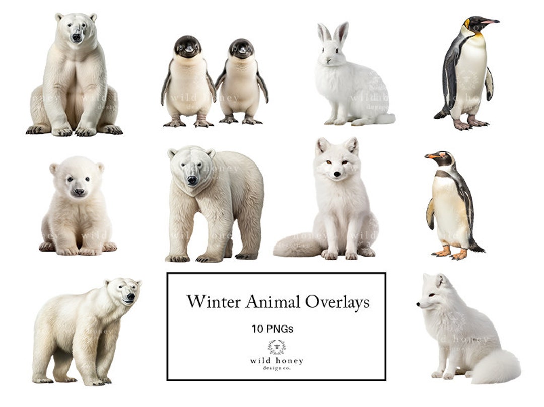 Photorealistic Winter Animals Overlays, Clipart, 10 Pngs, Arctic ...
