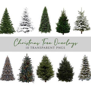 Superposiciones PNG de abeto: Clipart navideño de invierno (Accesorios digitales)