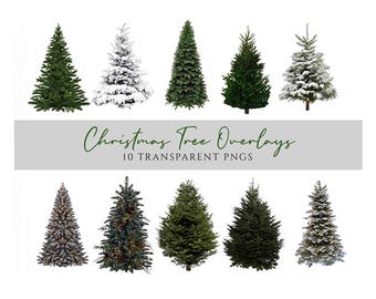 Fir Tree PNG Overlays: Winter Christmas Clipart (Digital Props)