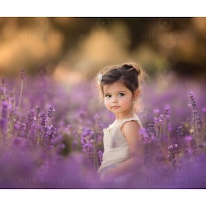 Lavender Field Digital Backdrop, Flowers, Hazy, Painterly, Sunset, Digital Background for Photography, Purple Flowers, Composite, Summer