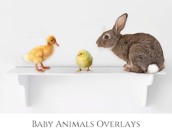 Baby Tier Foto Overlays: Kaninchen, Küken, Enten (PNG Digital Download)