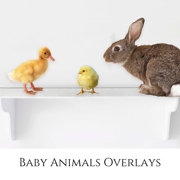 Baby Tier Overlays, Hase, Küken und Entlein, transparente PNG's, Photoshop Overlay, Clipart, digitaler Hintergrund, Ostern