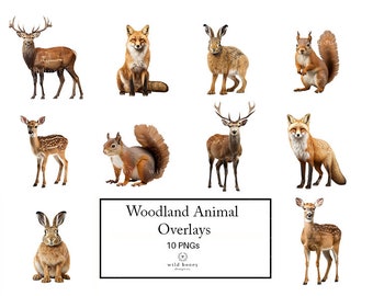 Photorealistic Woodland Animals Overlays, Clipart, 10 PNGs, Deer, Stag, Fawn, Hare, Squirrel, Rabbit, Fox, Wood, Forest Animals, Transparent