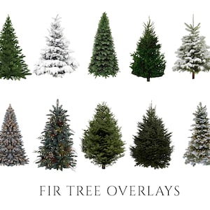 Fir Tree Overlays, PNG, Clipart, Winter, Christmas Tree, Trees, Xmas, Transparent PNG&#39;s, Photoshop Overlays, Digital Props