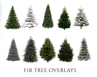 Fir Tree Overlays, PNG, Clipart, Winter, Christmas Tree, Trees, Xmas, Transparent PNG's, Photoshop Overlays, Digital Props