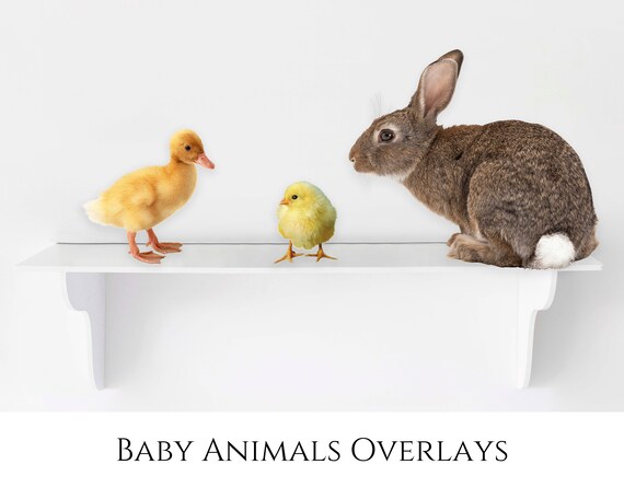 Baby Animal Overlays Bunny Rabbits Chicks and Ducklings - Etsy Canada