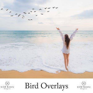 Bird Overlays, Clipart, 10 PNGs, Bird Flocks, Seagulls, Transparent PNG