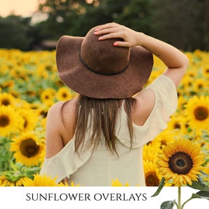 Sunflower Overlays, summer overlays, flowers, Photoshop overlay, photo prop, overlays, transparent png, digital background
