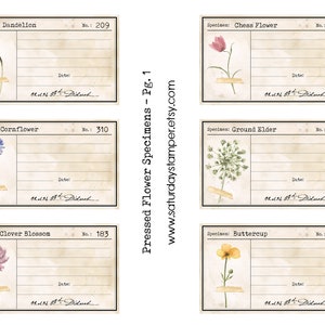May include: Six vintage botanical labels with watercolor illustrations of pressed flowers. The labels are titled "Dandelion", "Chess Flower", "Cornflower", "Ground Elder", "Clover Blossom", and "Buttercup". Each label has a space for the specimen number, date, and a handwritten signature.