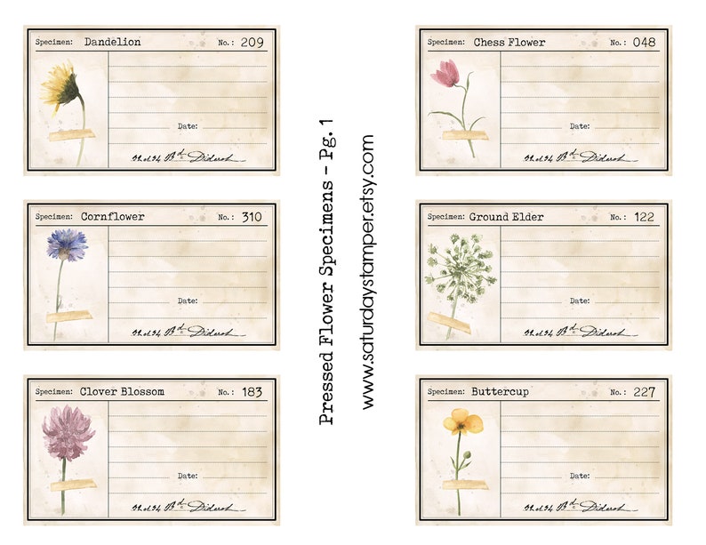 May include: Six vintage botanical labels with watercolor illustrations of pressed flowers. The labels are titled "Dandelion", "Chess Flower", "Cornflower", "Ground Elder", "Clover Blossom", and "Buttercup". Each label has a space for the specimen number, date, and a handwritten signature.