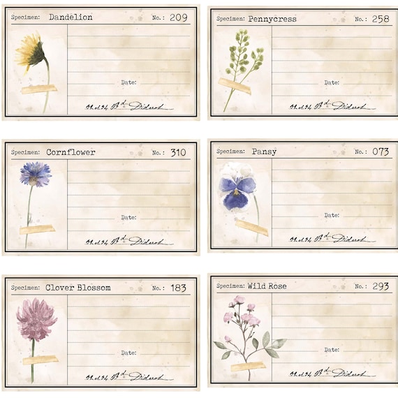 Pressed Flower Specimen Journal Cards, Vintage Botanicals, Digital Printable, Junk Journal Ephemera, Botanical Cards, Junk Journal Tuck In
