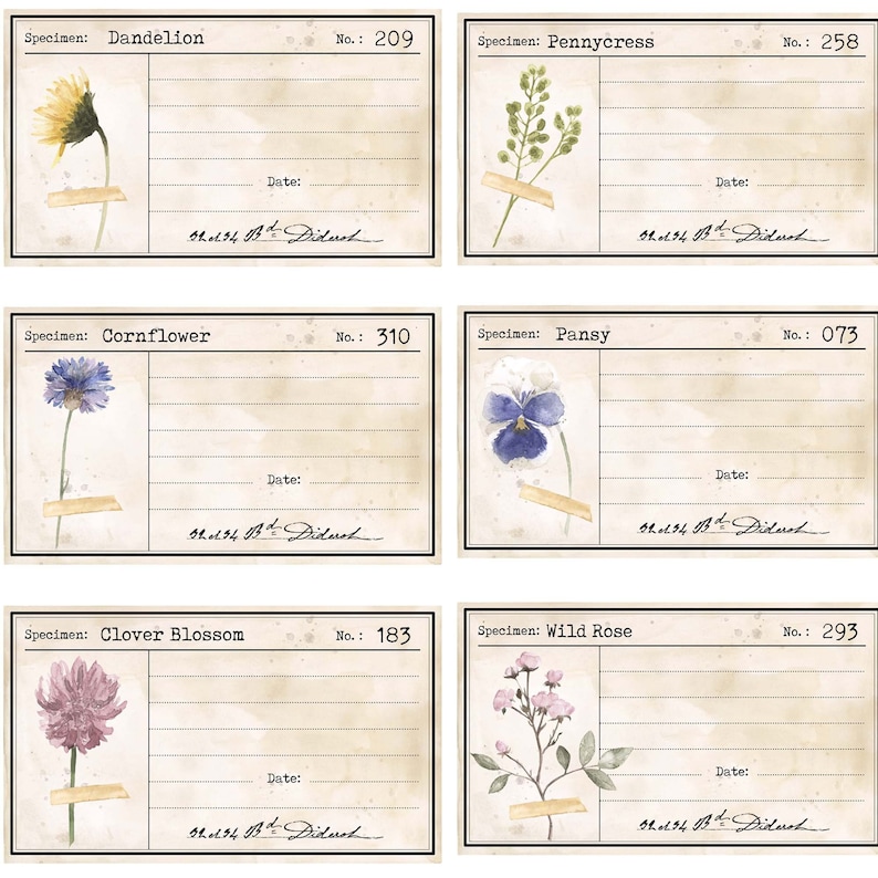 May include: Vintage botanical illustration cards with hand-drawn images of dandelion, pennycress, cornflower, pansy, clover blossom, and wild rose. Each card has a label with the name of the flower, specimen number, and a space for the date.