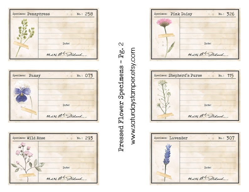 Pressed Flower Specimen Journal Cards Vintage Botanicals Etsy