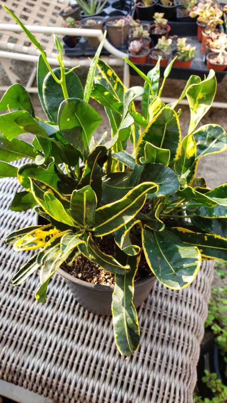 Croton Gold Dust Air Purifier House Plant Etsy