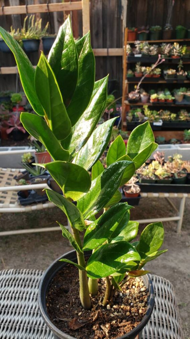 ZZ plant live house plant indoor plant air purifying house Etsy