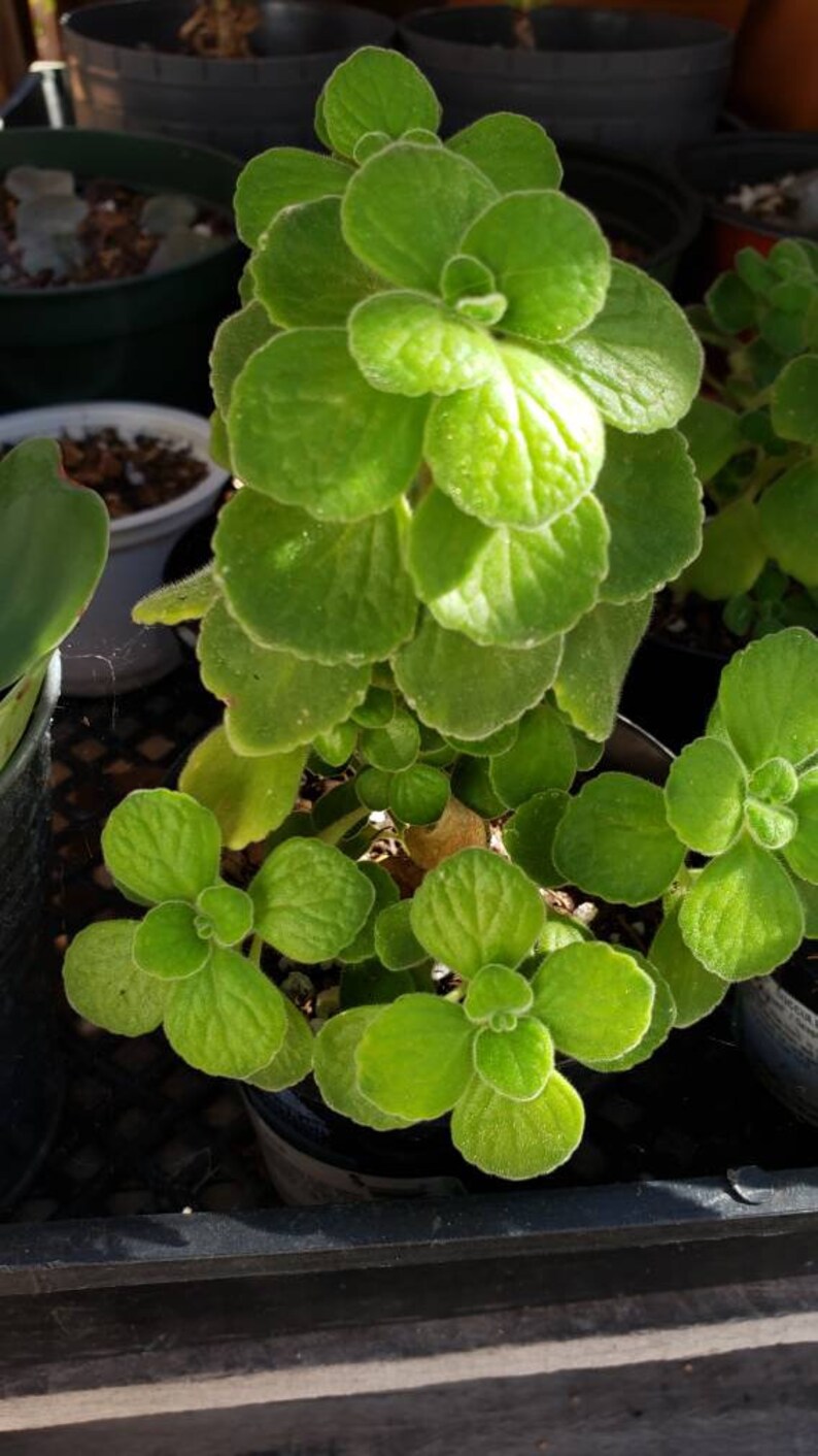 Vicks Plants | Etsy
