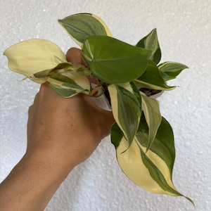 Philodendron Rio