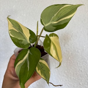 Philodendron Rio