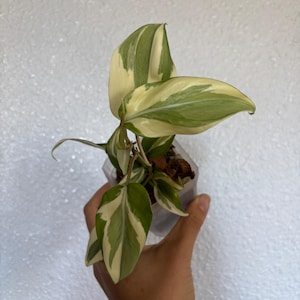 Philodendron Rio