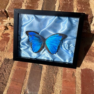 Blue Morpho Didius Butterfly Peru