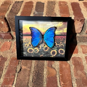 Blue Morpho Didius Peru Butterfly
