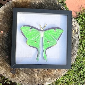 FELTED Luna Moth