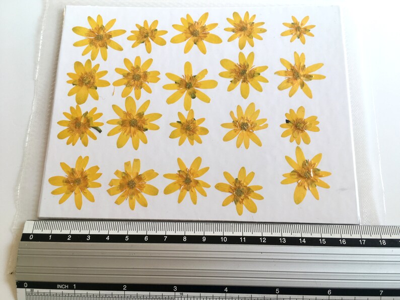 20 pieces Ranunculus flowers Real pressed flowers Yellow dried flowers