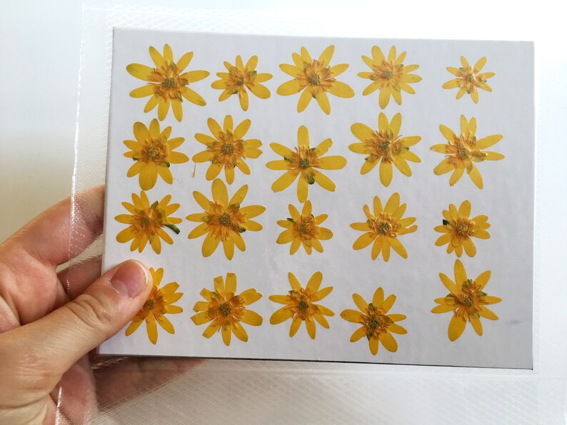 20 pieces Ranunculus flowers Real pressed flowers Yellow dried flowers