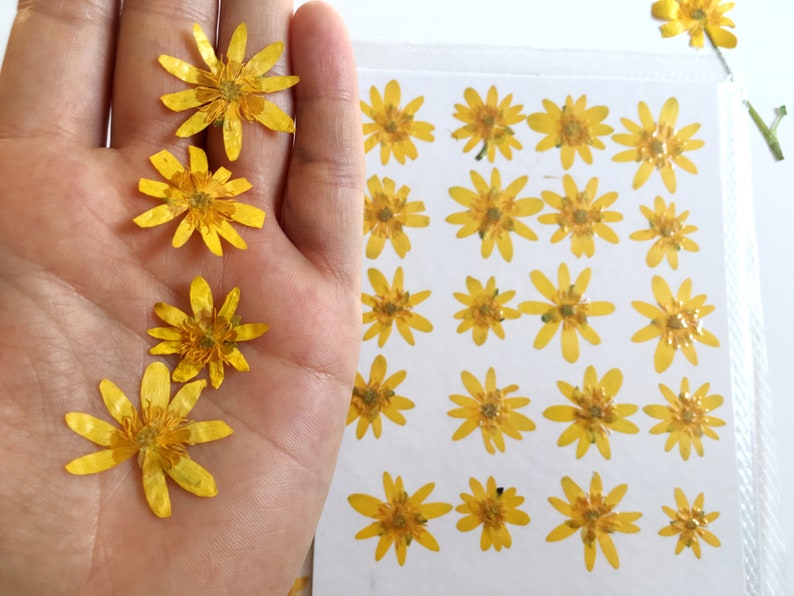 20 pieces Ranunculus flowers Real pressed flowers Yellow dried flowers