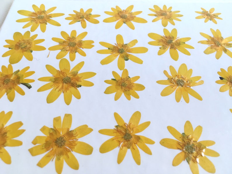 20 pieces Ranunculus flowers Real pressed flowers Yellow dried flowers