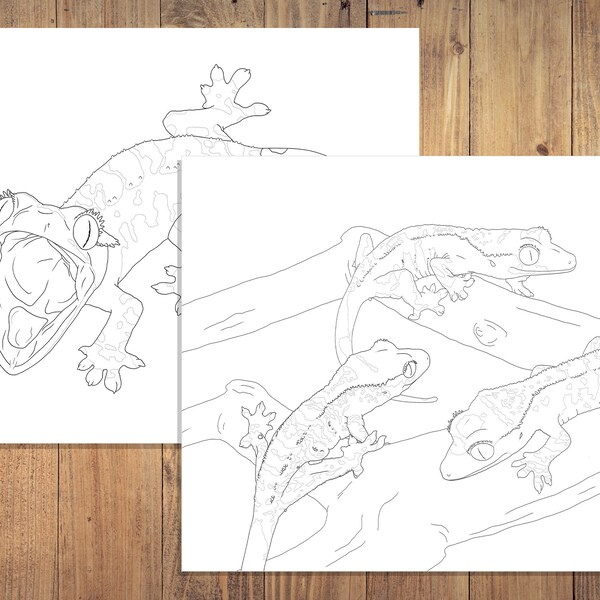 Crested Gecko Coloring Book Etsy