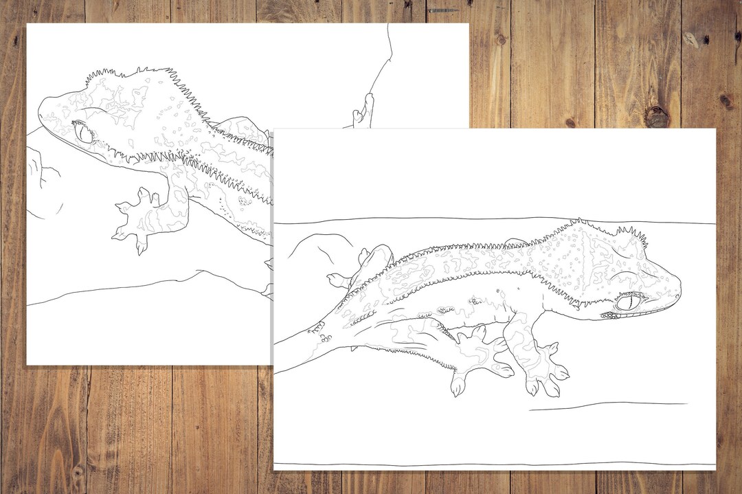 Crested Gecko Coloring Pages Pinstripes Etsy
