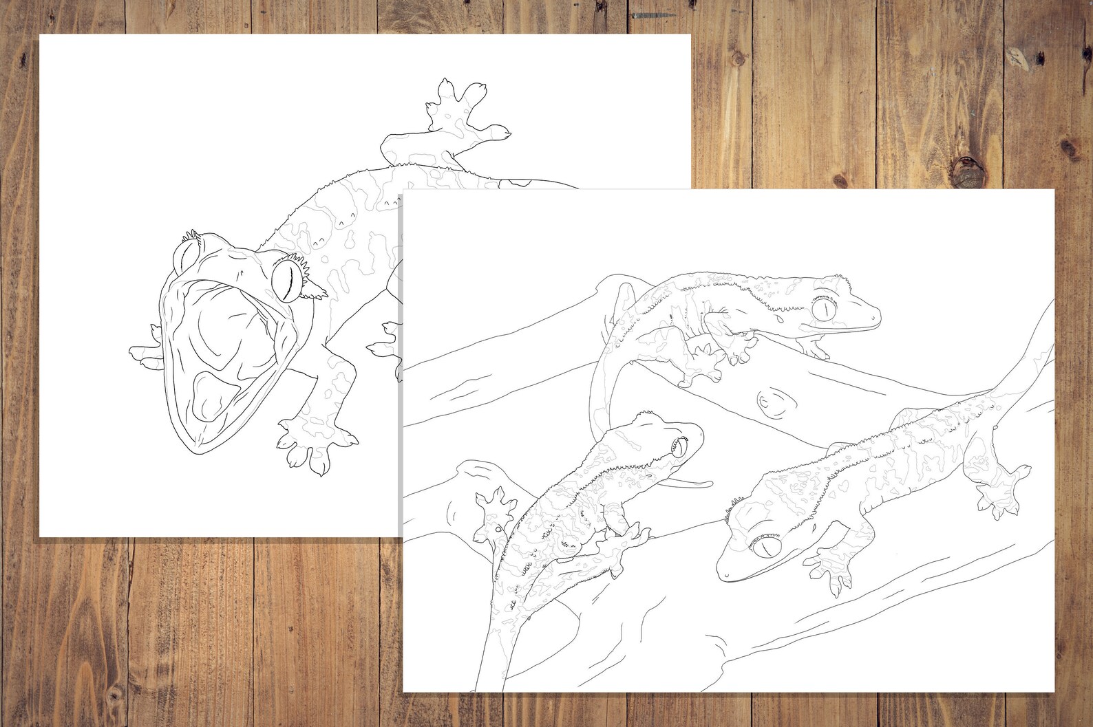Crested Gecko Coloring Pages Hatchlings Etsy