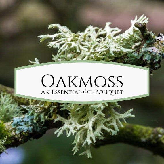 Oak Moss Essential Oil