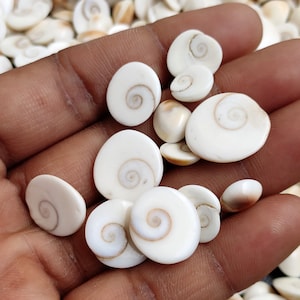 Może przedstawiać: Kolekcja białych, okrągłych, polerowanych muszli z spiralnym wzorem. Muszle są gładkie i mają naturalny, organiczny wygląd.