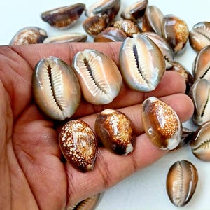Cowrie shells, Cowrie shell beads, Bulk Cowries, natural shells, Cowrie seashells, DIY shell Jewelry supplies, Shiva Shell Wholesale