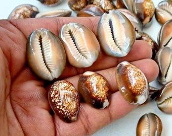 Kaurischelpen, kaurischelpkralen, bulk kauri's, natuurlijke schelpen, kaurischelpen, schelpen, sieraden benodigdheden, Shiva schelpen groothandel