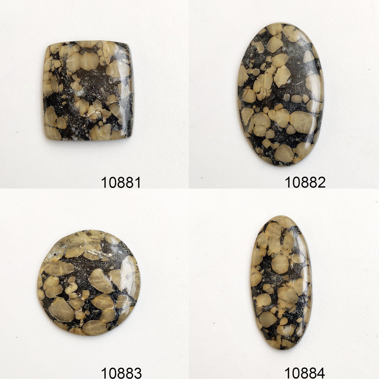 oolite fossil oolite fossil