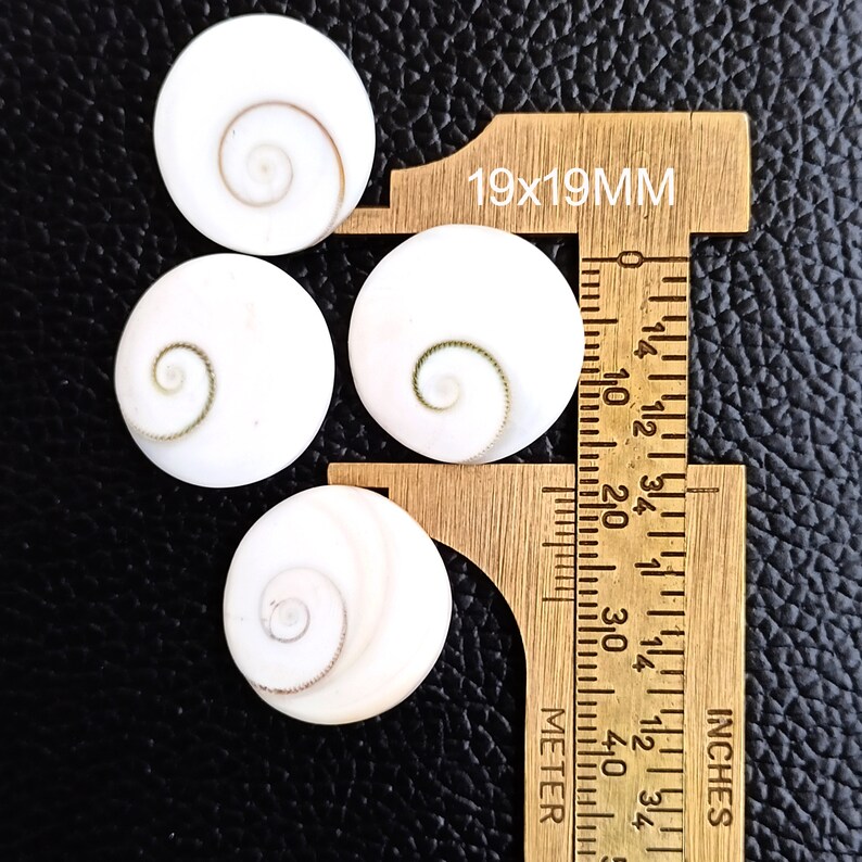 Op de afbeelding: Vier witte schelpen met een spiraalvormig patroon, gemeten met een liniaal die 19x19mm aangeeft.