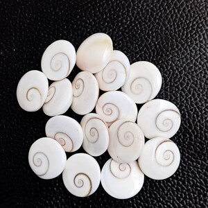Op de afbeelding: Een verzameling witte schelpen met bruine spiraalpatronen. De schelpen zijn glad en glanzend en zijn in een willekeurig patroon gerangschikt.