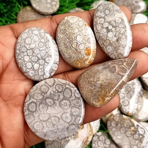 Fossil Coral Cabochon, Black Fossil Coral Crystal, Fossil Coral Stone, Fossil Rocks Gemstone AAA Grade for Rings Wire-wrap Pendants Jewelry