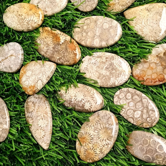 Natural Fossil Coral Stone For Sale at Wholesale Price