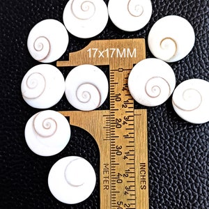 Op de afbeelding: Een verzameling van 10 witte schelpen met bruine spiraalpatronen. De schelpen zijn ongeveer 17 mm in diameter. De tekst "17x17MM" is zichtbaar op een liniaal.