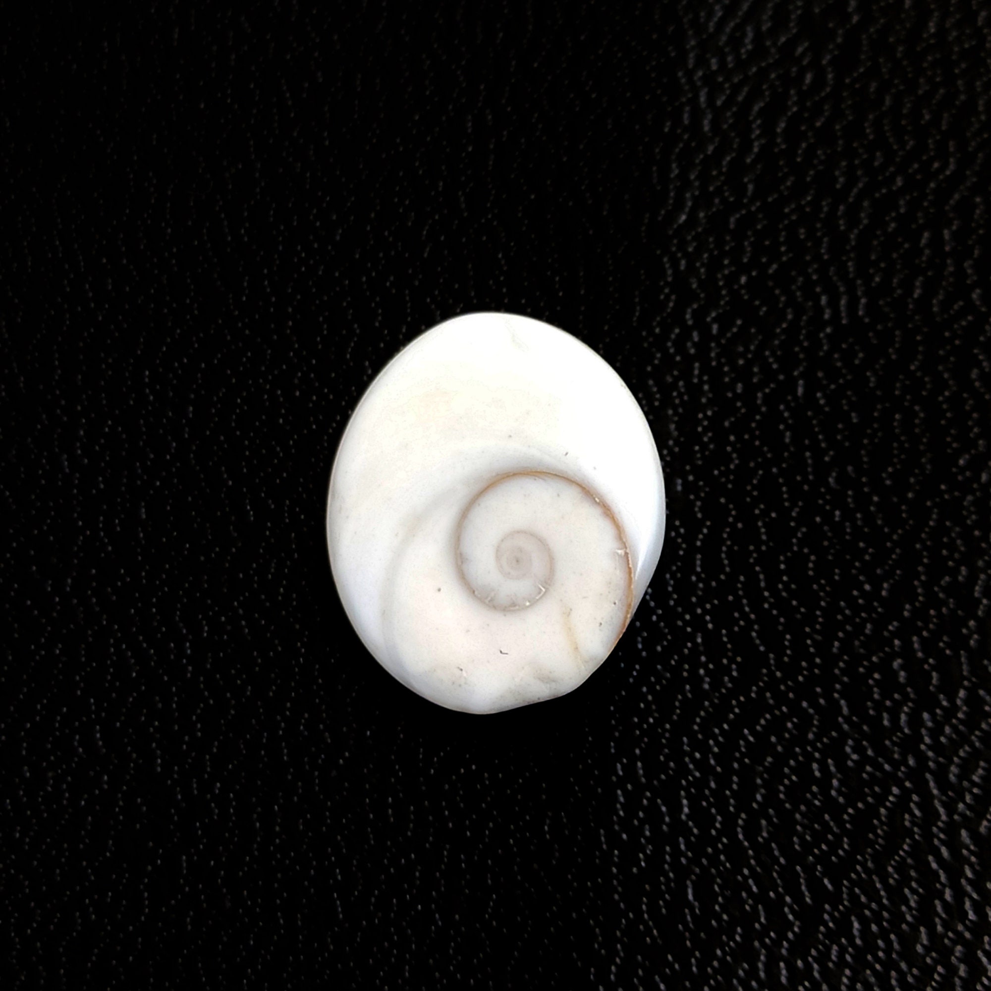 Shiva Eye Shell Gemstone, Shiva Shell Cabochon, Shiva Shell Healing ...