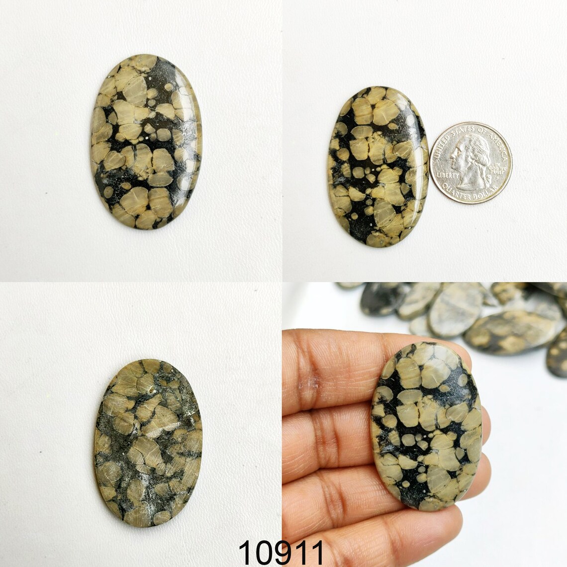 crinoid and oolite crinoid and oolite