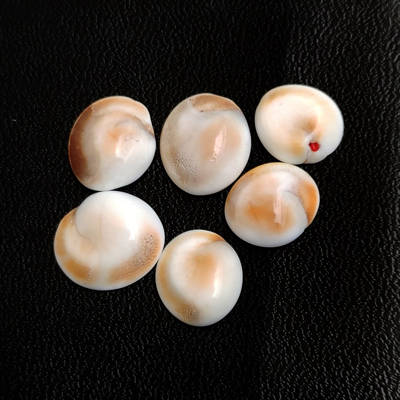 Shiva Eye Shell Gemstone, Shiva Shell Cabochon, Shiva Shell Healing ...